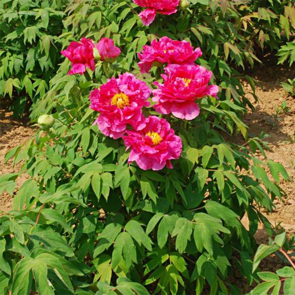 Paeonia suffruticosa Ri Yue Jin - Strauch-Pfingstrose