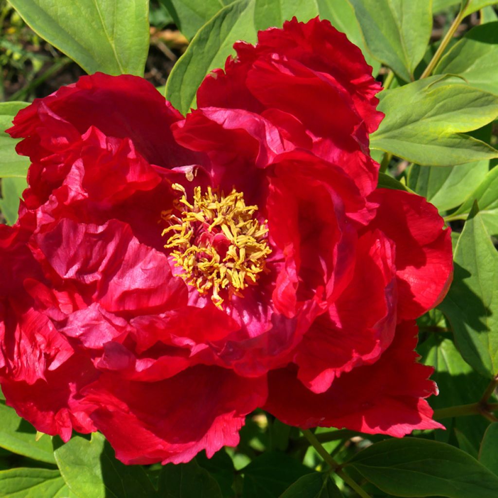 Paeonia suffruticosa Ri Yue Jin - Strauch-Pfingstrose