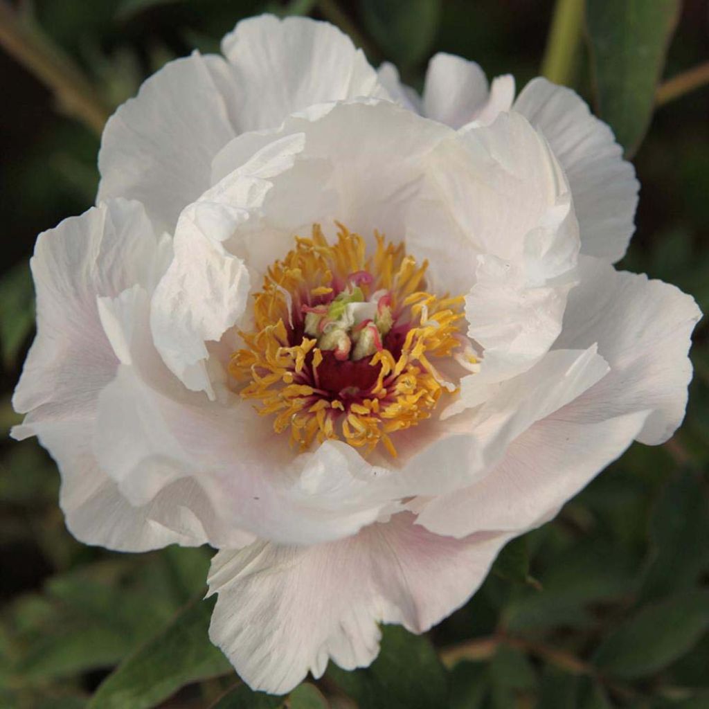 Pivoine arbustive 04 Feng Dan Bai - Paeonia ostii