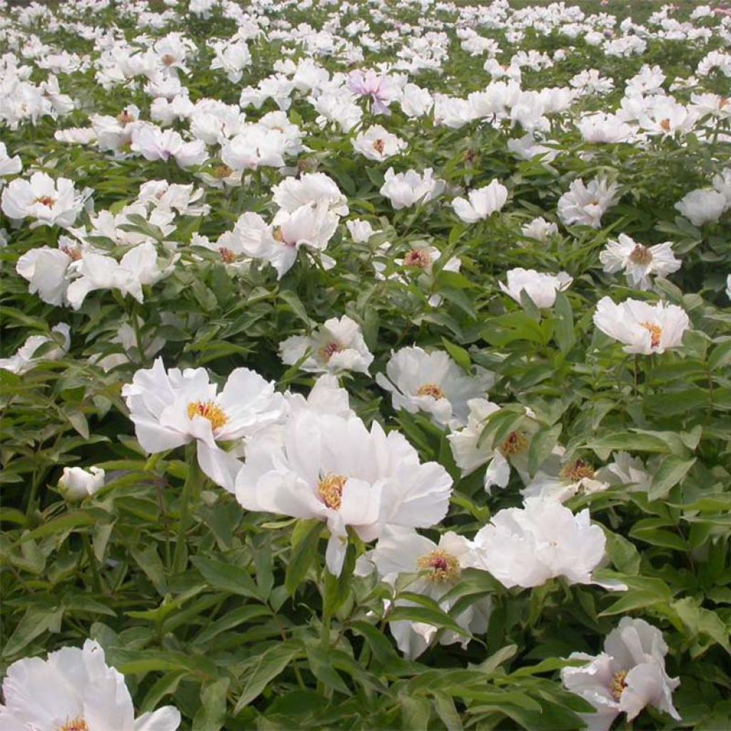 Paeonia ostii Feng Dan Bai - Pfingstrose