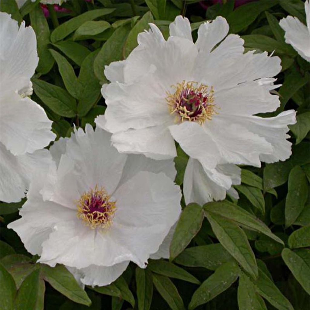 Pivoine arbustive 04 Feng Dan Bai - Paeonia ostii