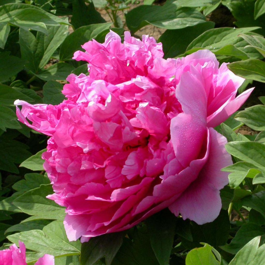 Paeonia suffruticosa Lu He Hong - Strauch-Pfingstrose