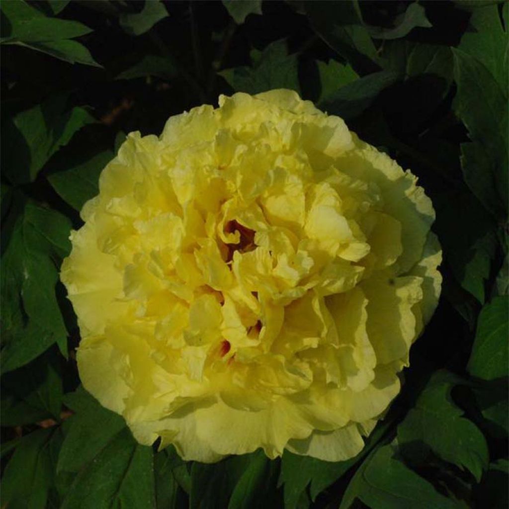 Paeonia lutea Alice Harding - Strauch-Pfingstrose