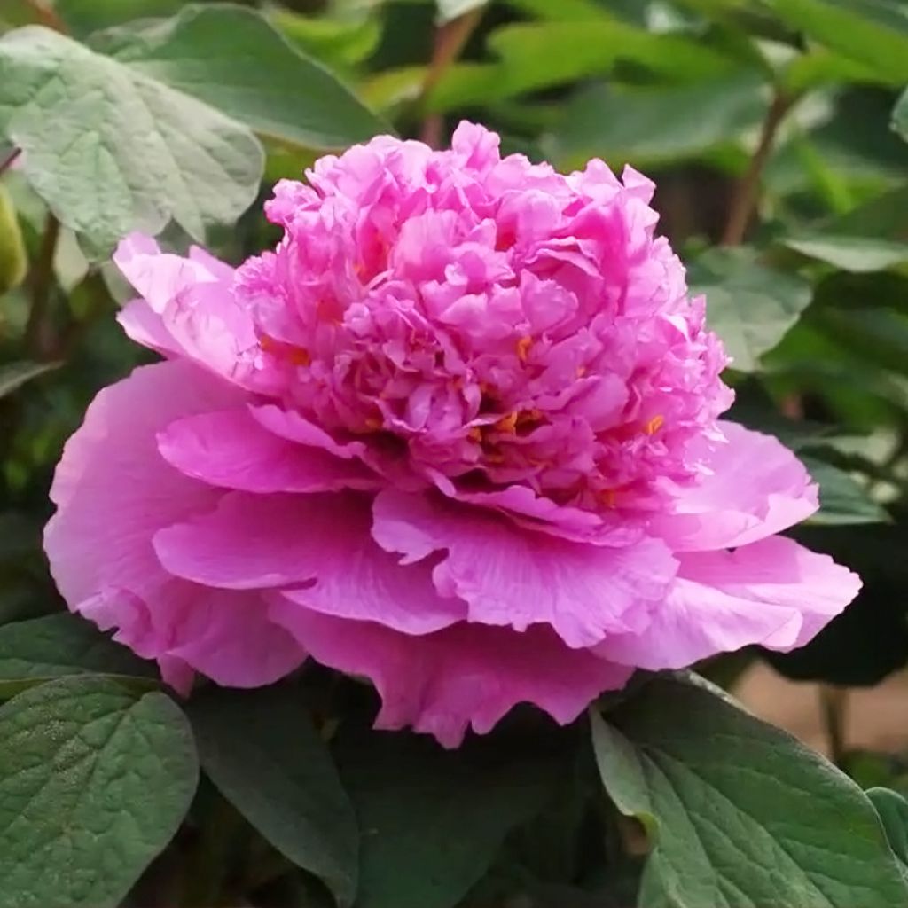 Paeonia suffruticosa Cai Hui - Strauch-Pfingstrose