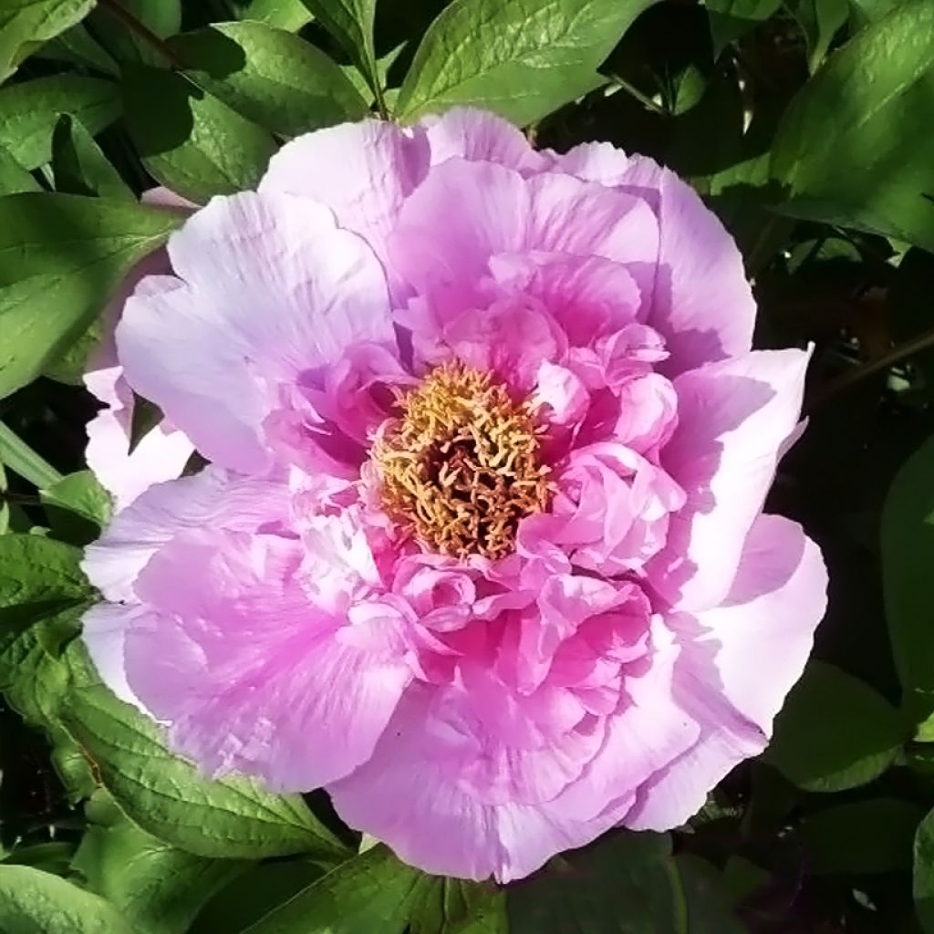 Paeonia suffruticosa Fen He Piao Jiang - Strauch-Pfingstrose