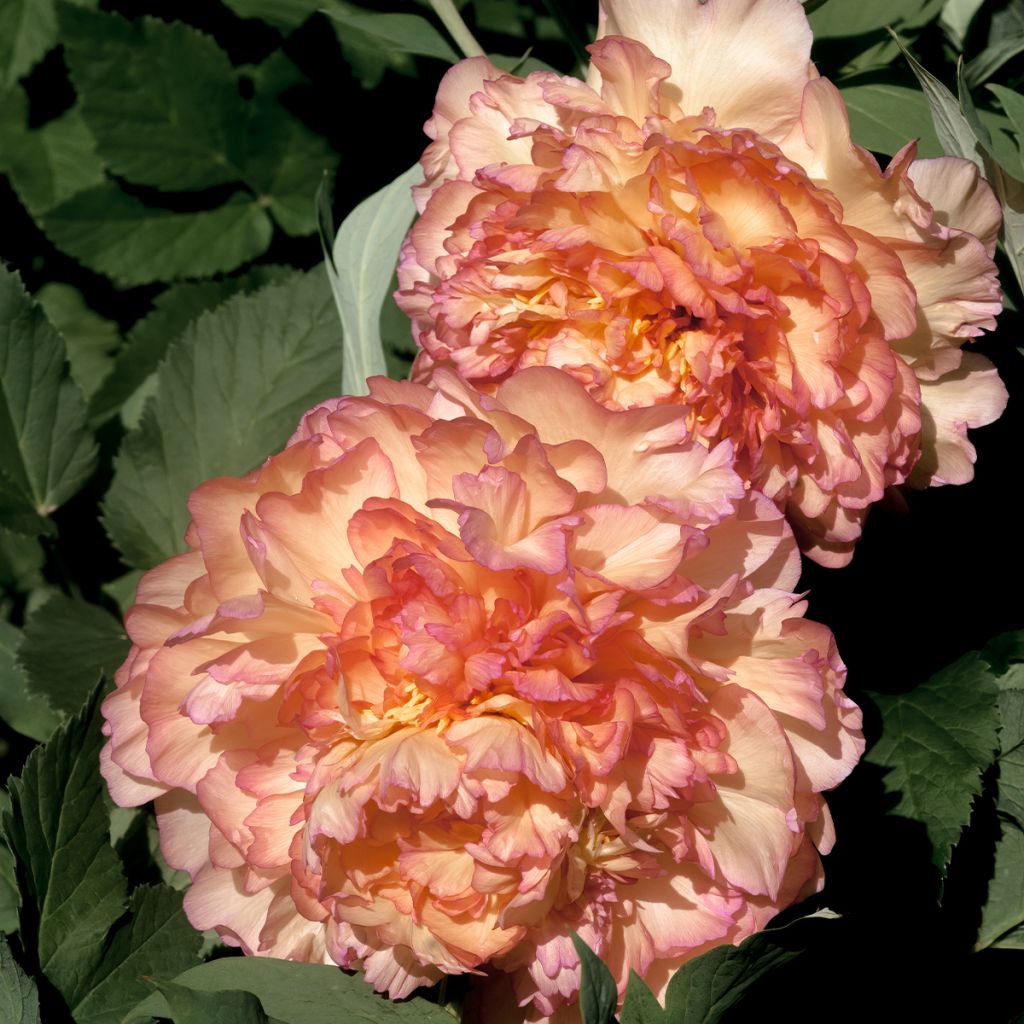 Paeonia suffruticosa Jin Ge - Strauch-Pfingstrose