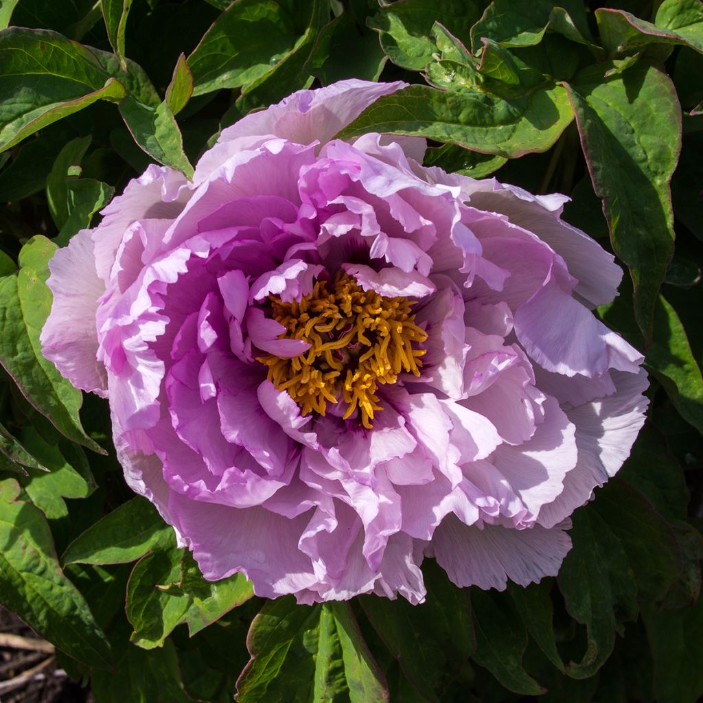 Pivoine arbustive Lan Bao Shi (Blue Jewel, Blue Sapphire) - Paeonia suffruticosa