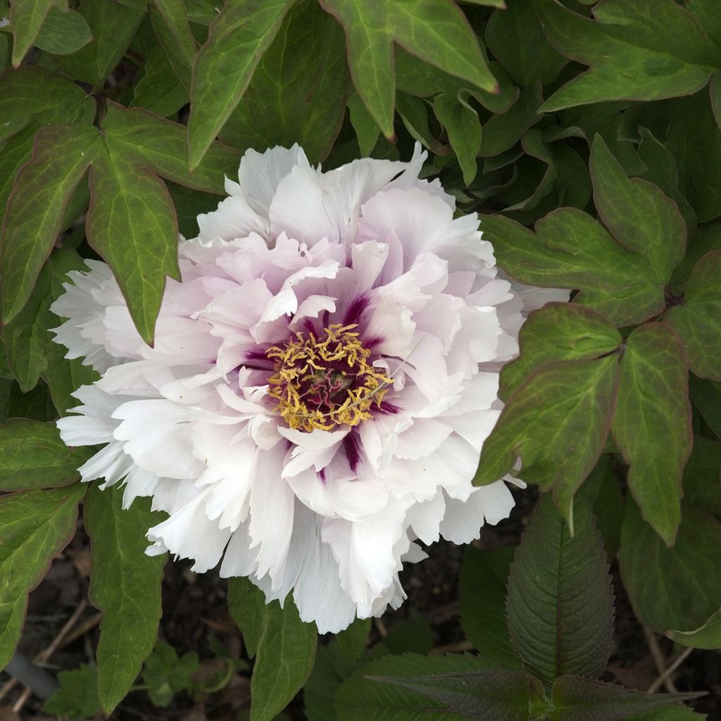 Pivoine arbustive Lan Bao Shi (Blue Jewel, Blue Sapphire) - Paeonia suffruticosa