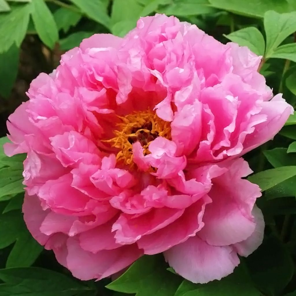 Paeonia suffruticosa Rou Fu Rong - Strauch-Pfingstrose