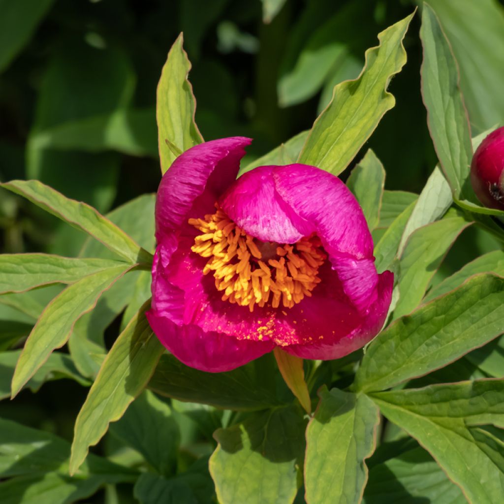 Paeonia humilis