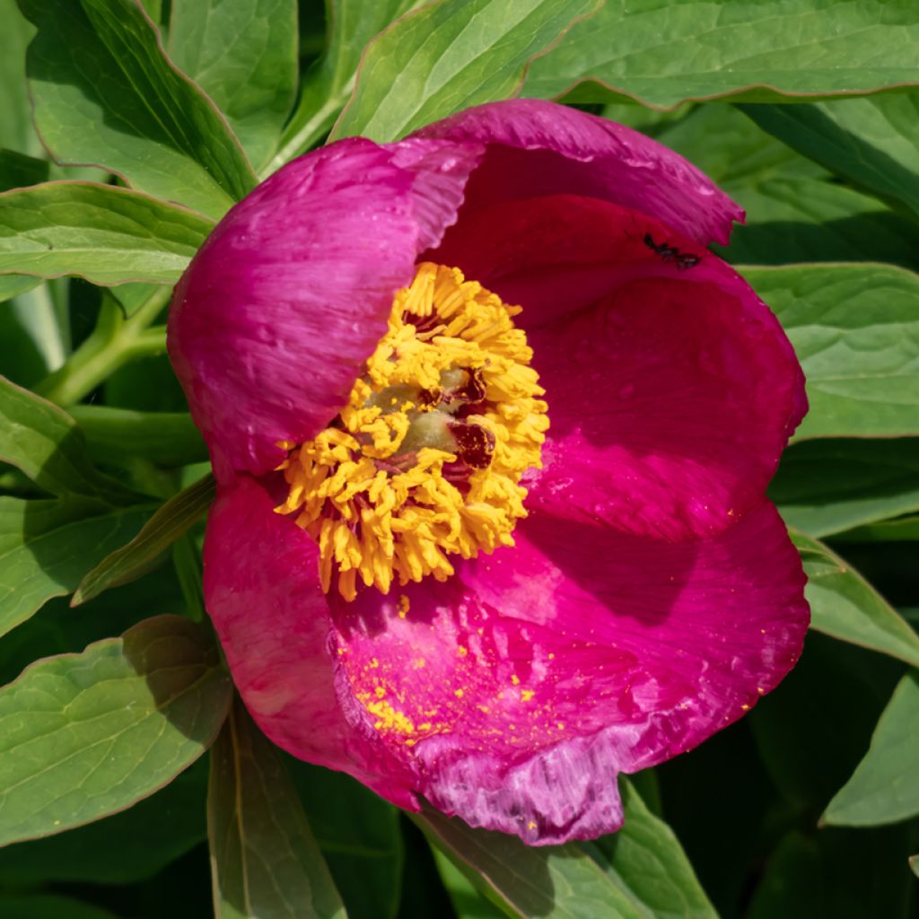 Paeonia humilis