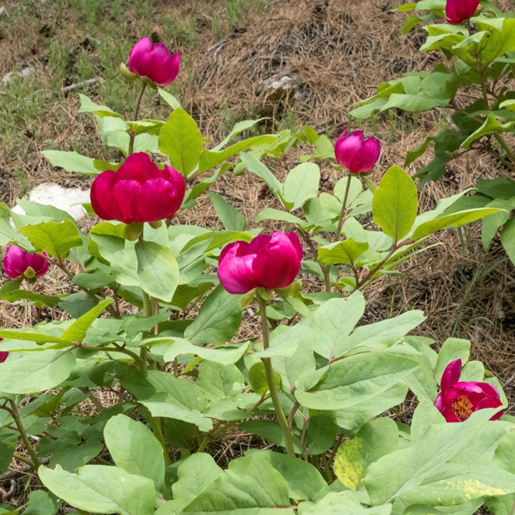 Paeonia mascula - Pfingstrose