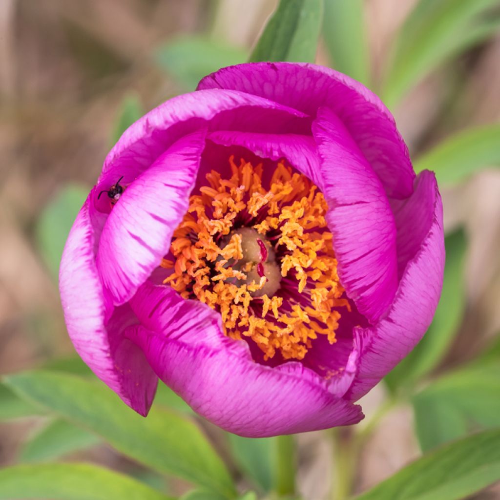 Paeonia mascula - Pfingstrose