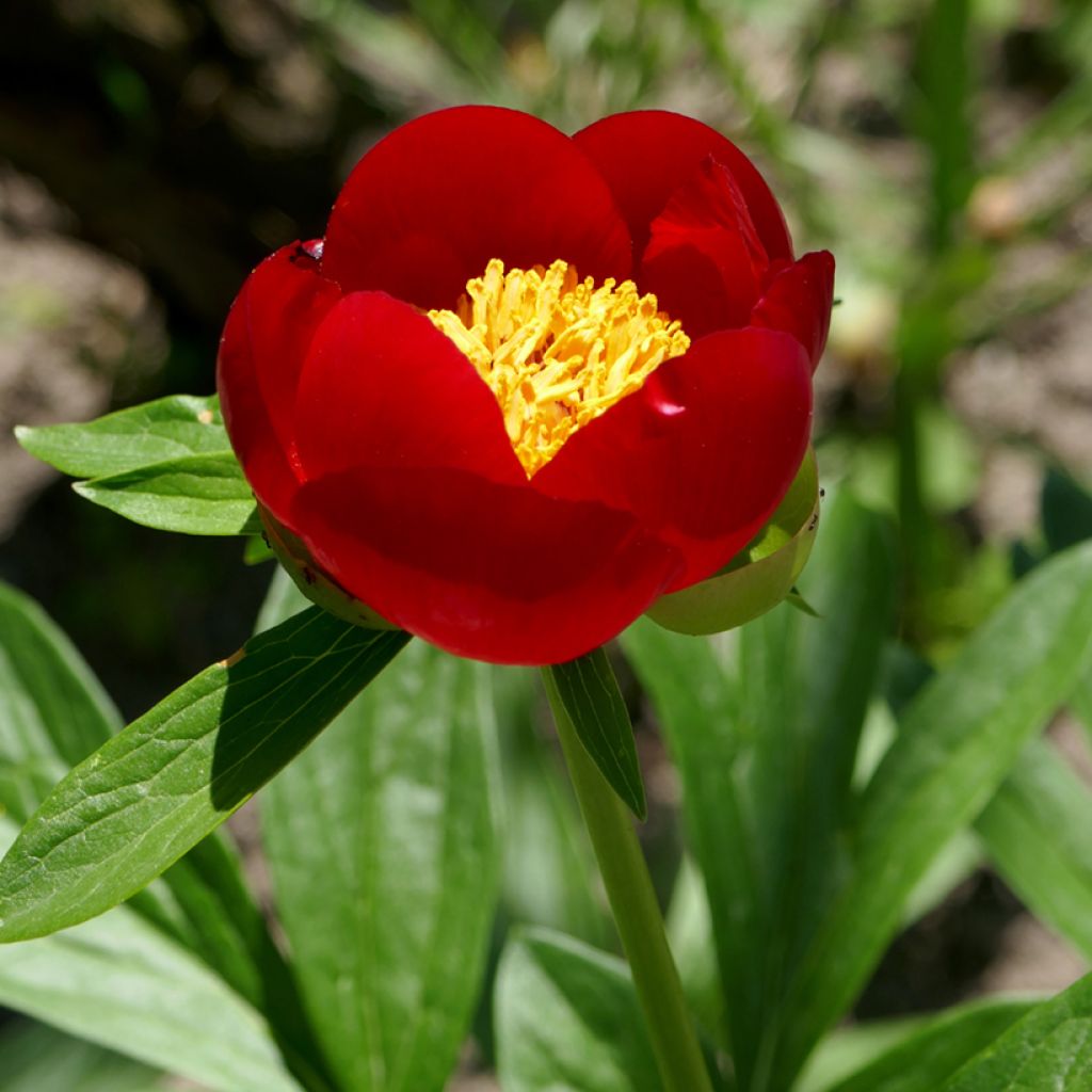 Paeonia peregrina - Pfingstrose