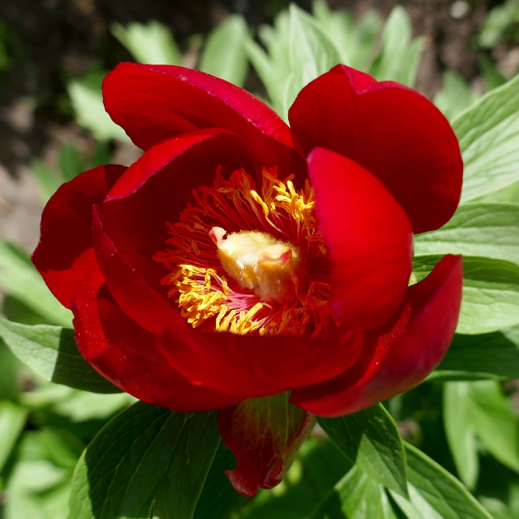 Paeonia peregrina - Pfingstrose