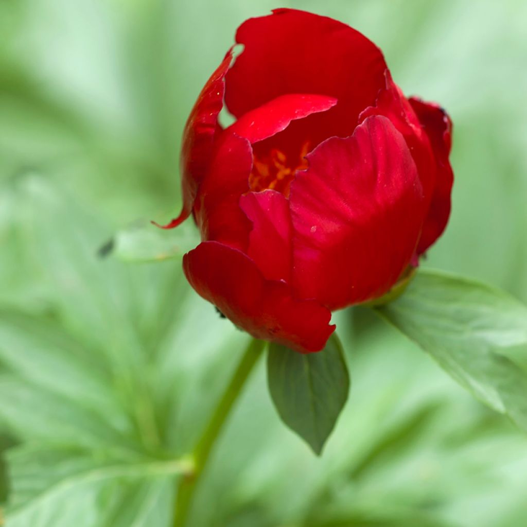 Paeonia peregrina - Pfingstrose