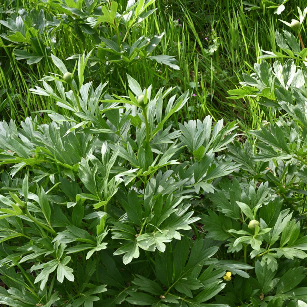 Paeonia peregrina - Pfingstrose