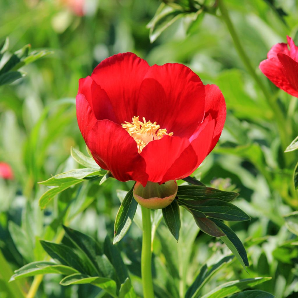 Paeonia peregrina - Pfingstrose