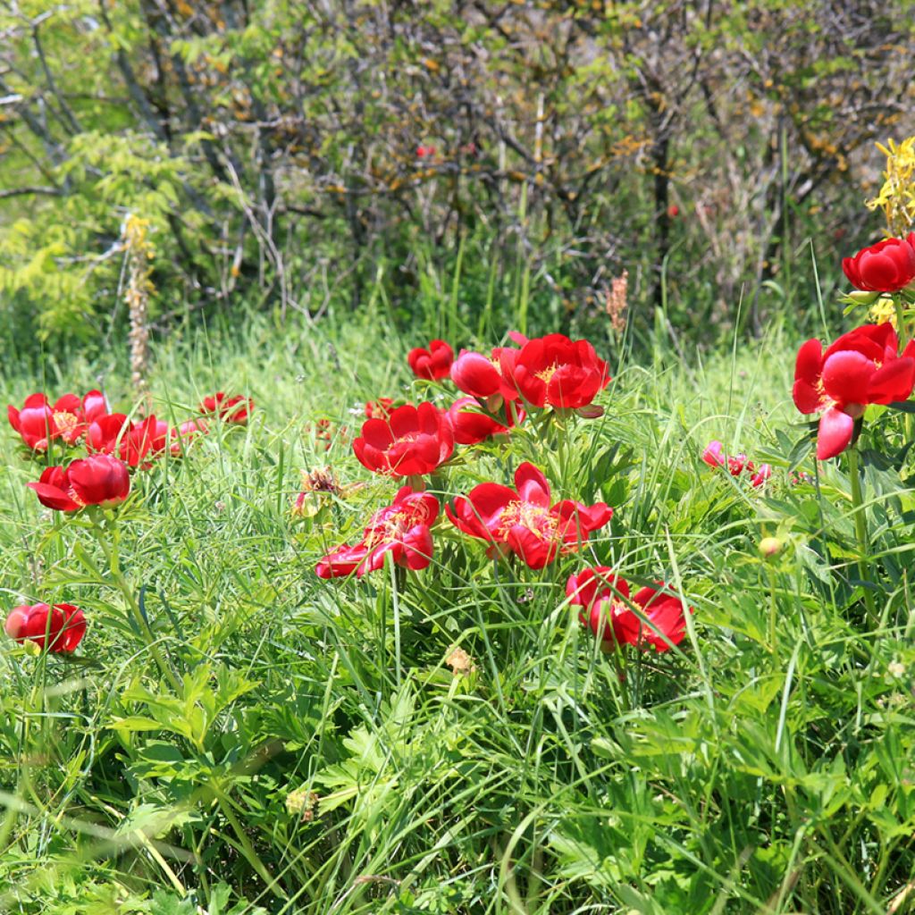 Paeonia peregrina - Pfingstrose