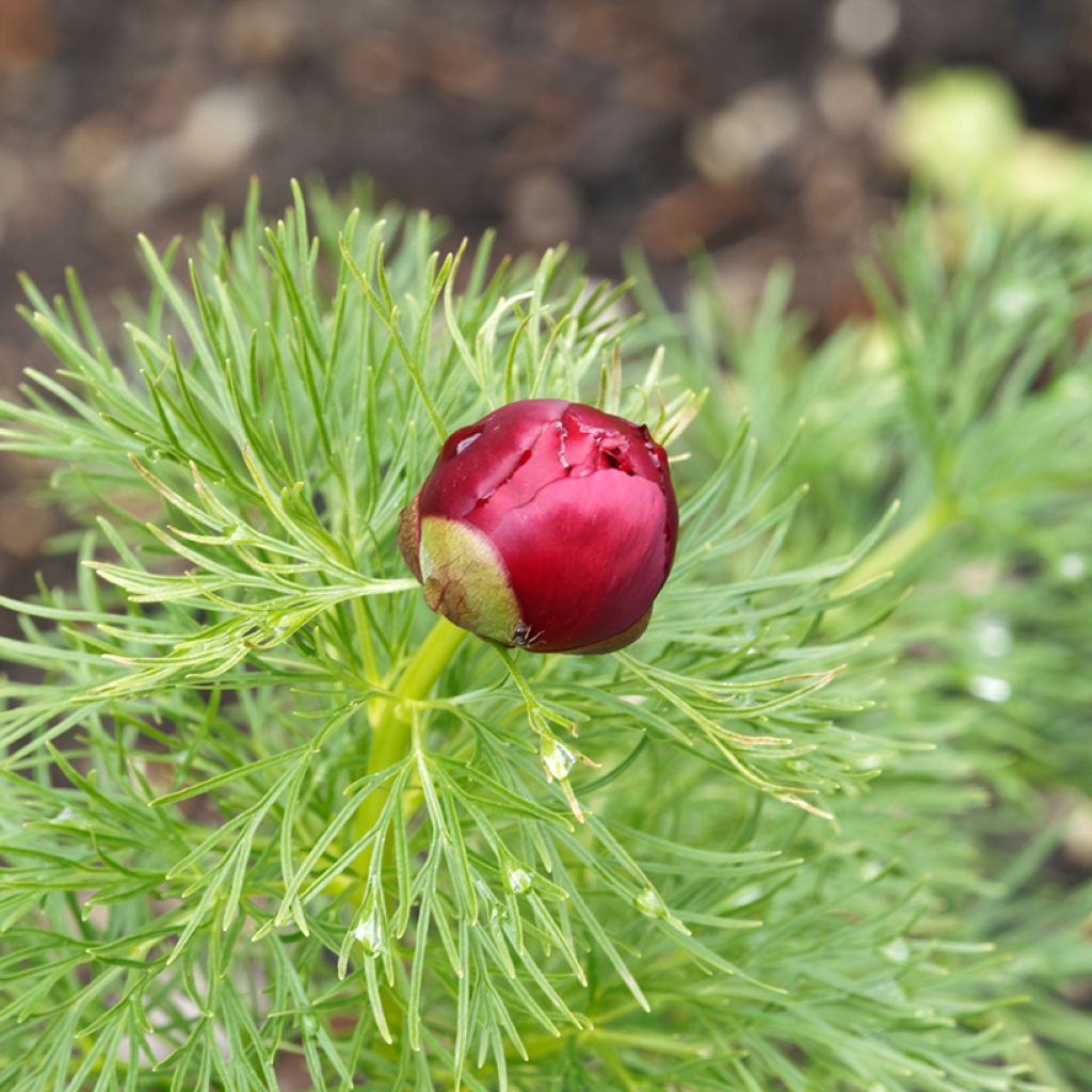 Paeonia tenuifolia Plena - Netzblatt-Pfingstrose