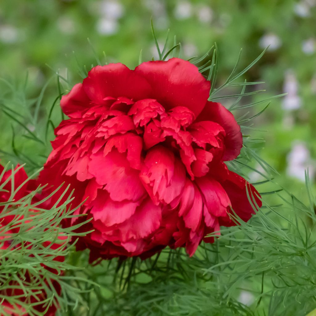 Paeonia tenuifolia Plena - Netzblatt-Pfingstrose