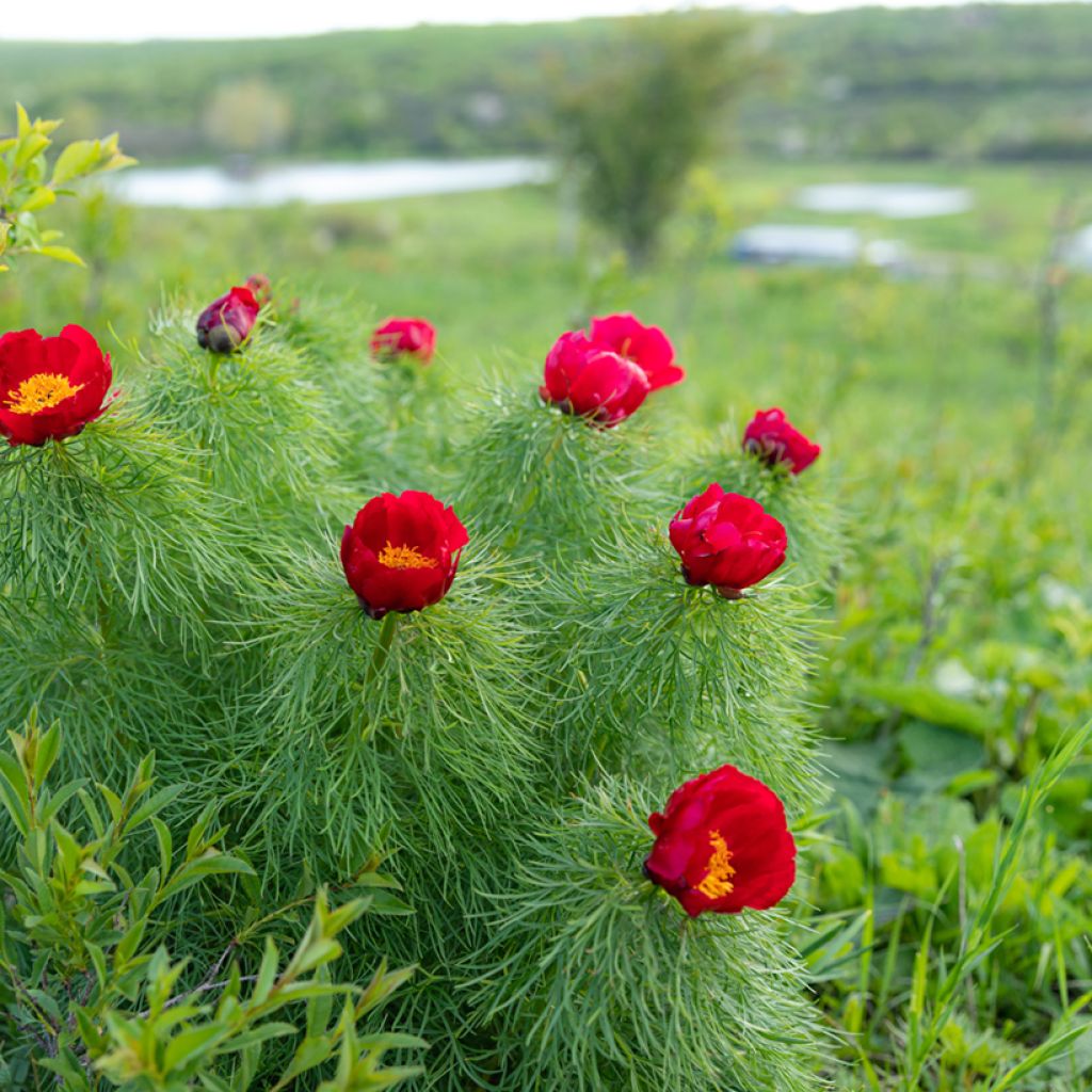 Paeonia tenuifolia - Netzblatt-Pfingstrose