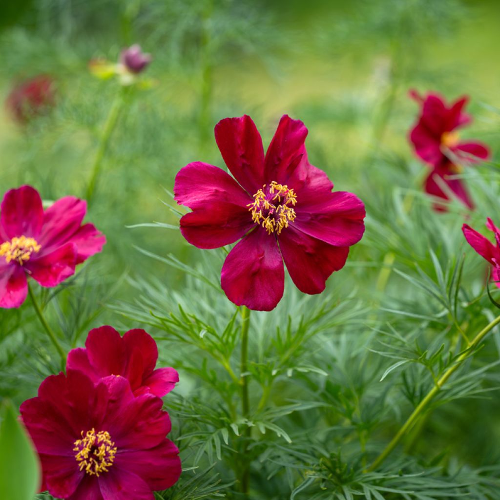 Paeonia tenuifolia - Netzblatt-Pfingstrose