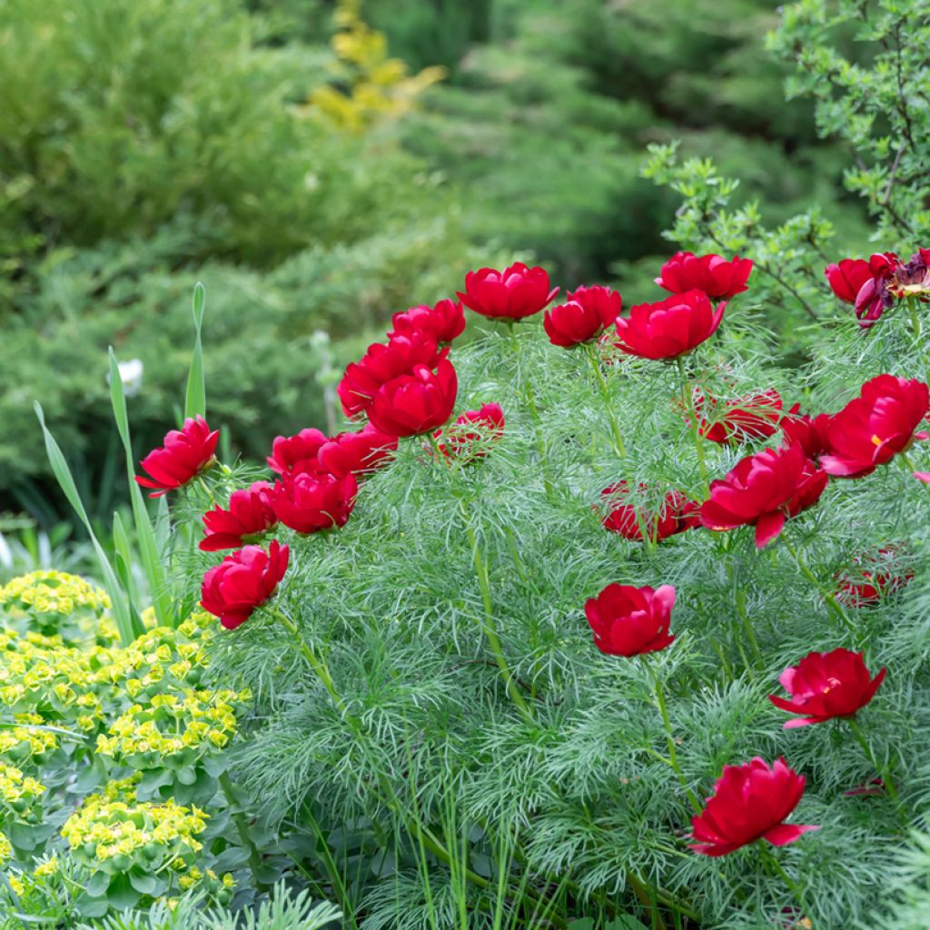 Paeonia tenuifolia - Netzblatt-Pfingstrose