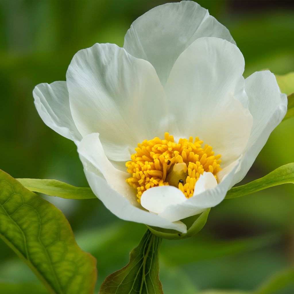 Paeonia emodi Late Windflower