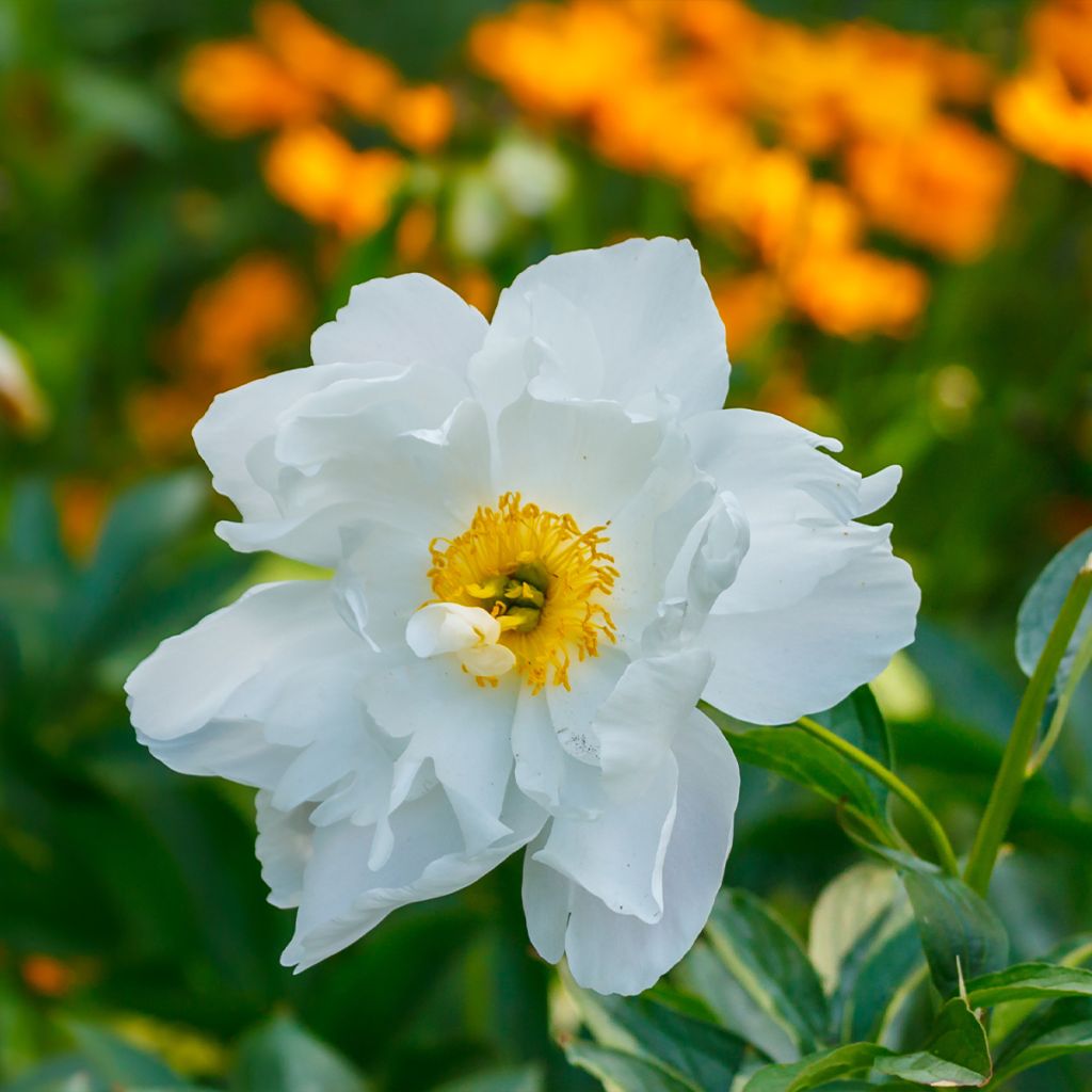 Pivoine botanique herbacée Late Windflower - Paeonia x emodi