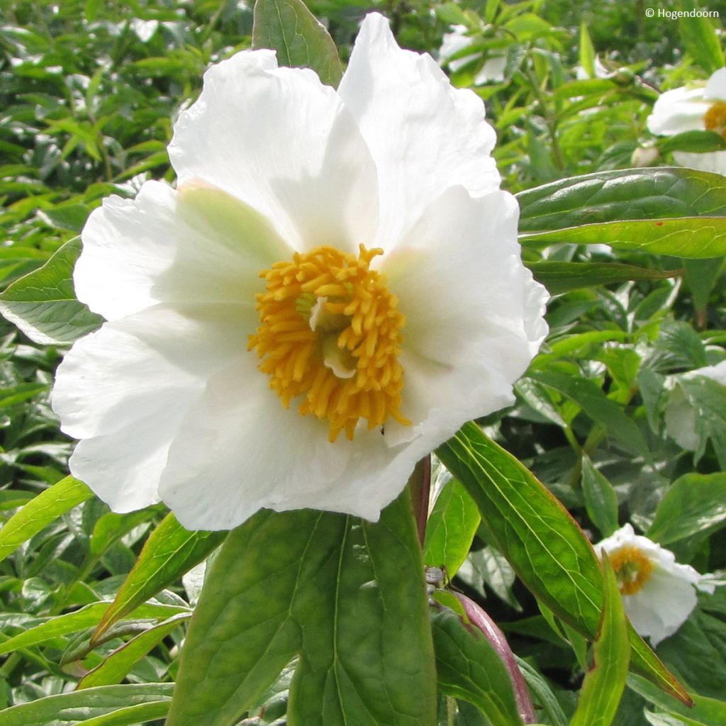 Pivoine botanique herbacée Late Windflower - Paeonia x emodi