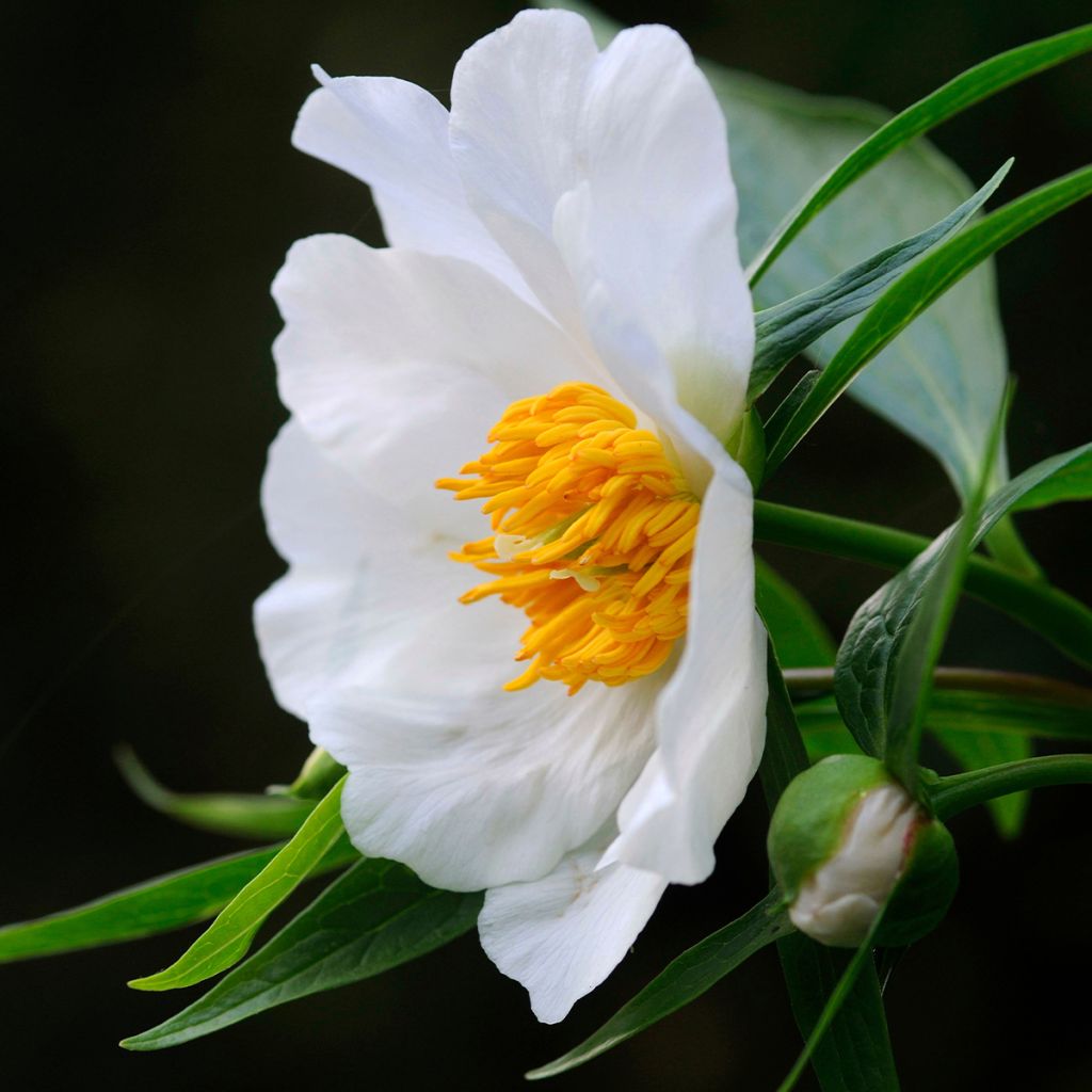 Pivoine botanique herbacée Late Windflower - Paeonia x emodi