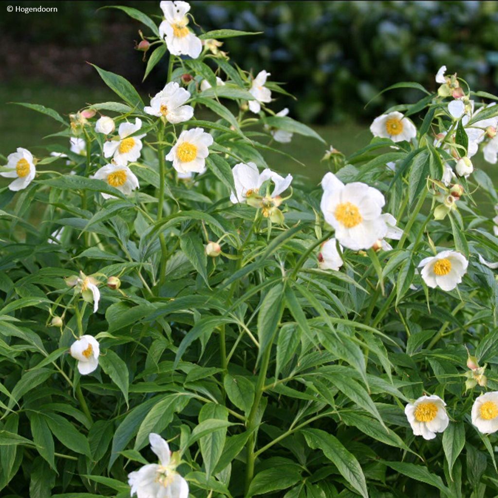 Pivoine botanique herbacée Late Windflower - Paeonia x emodi