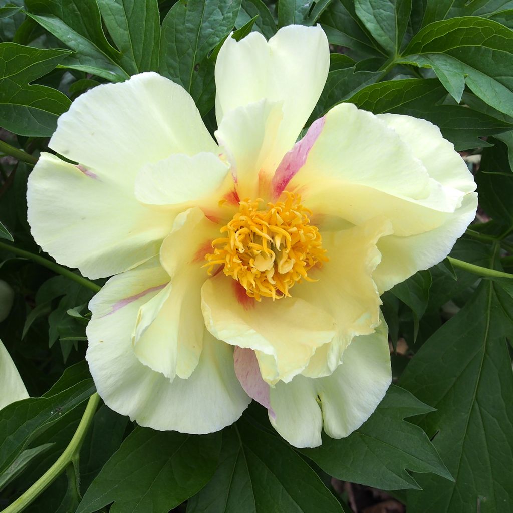 Paeonia Itoh Viking Full Moon