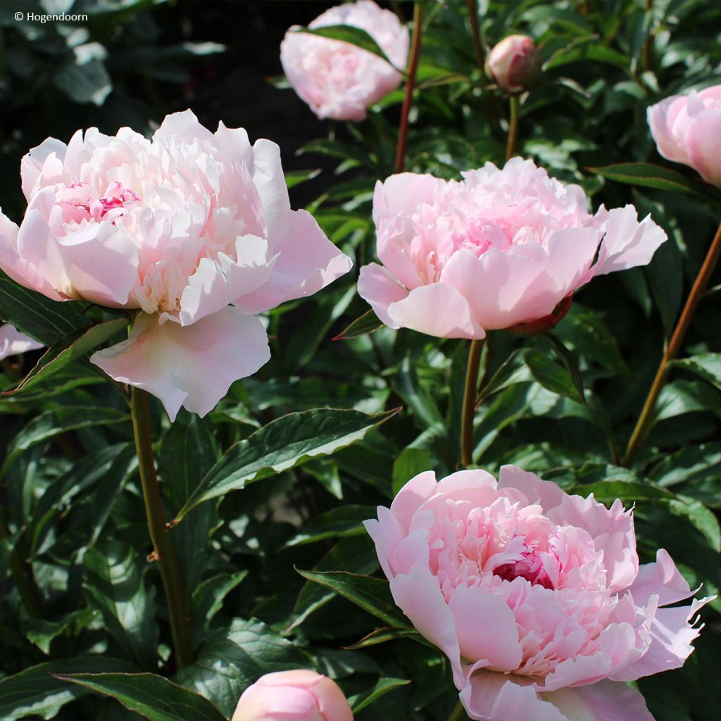 Paeonia lactiflora Alertie - Edel-Pfingstrosen