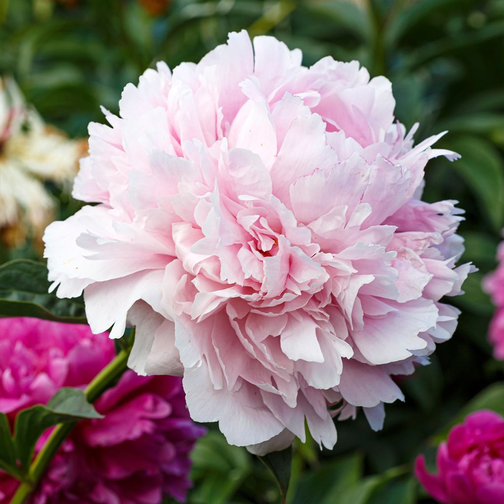 Pivoine lactiflora Alertie