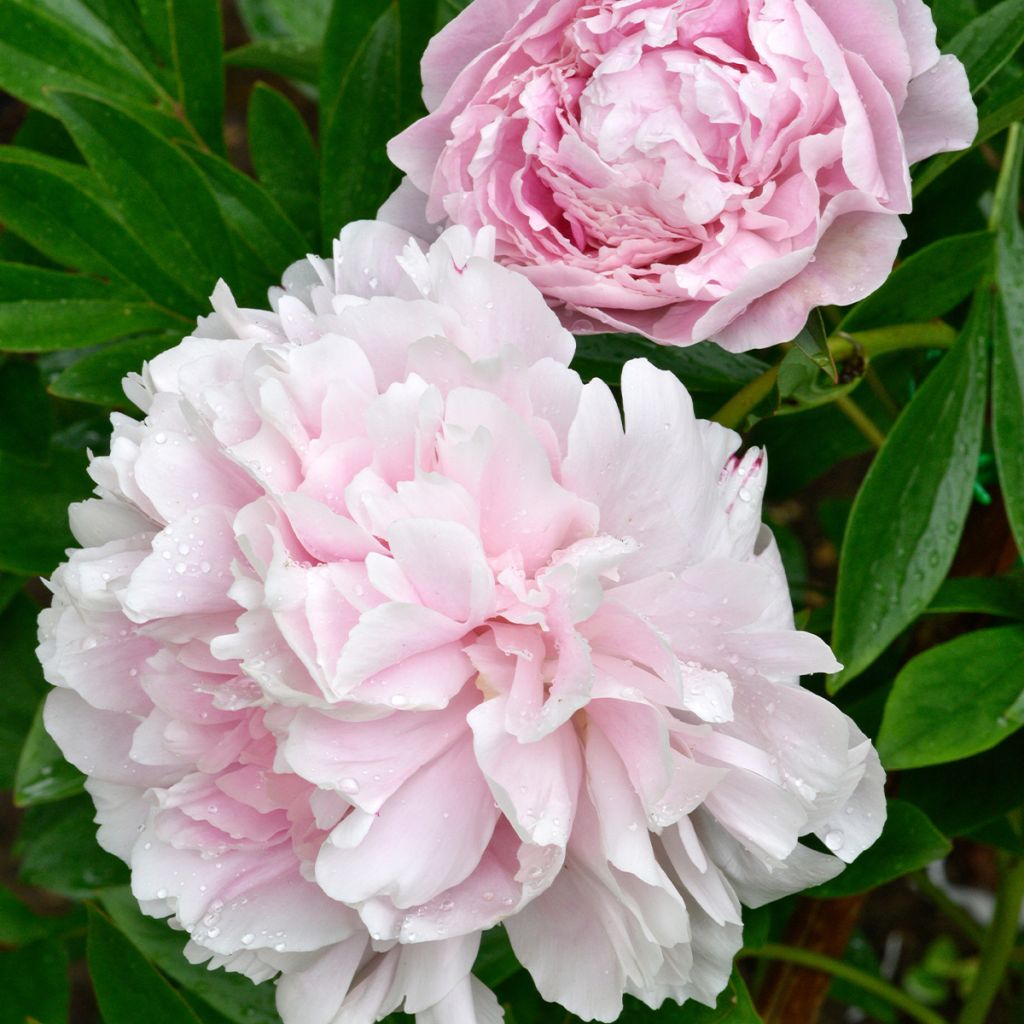 Pivoine lactiflora Alertie