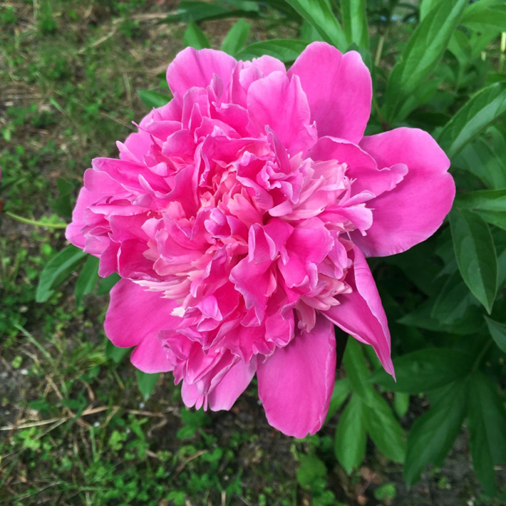 Paeonia lactiflora Amabilis - Edel-Pfingstrosen