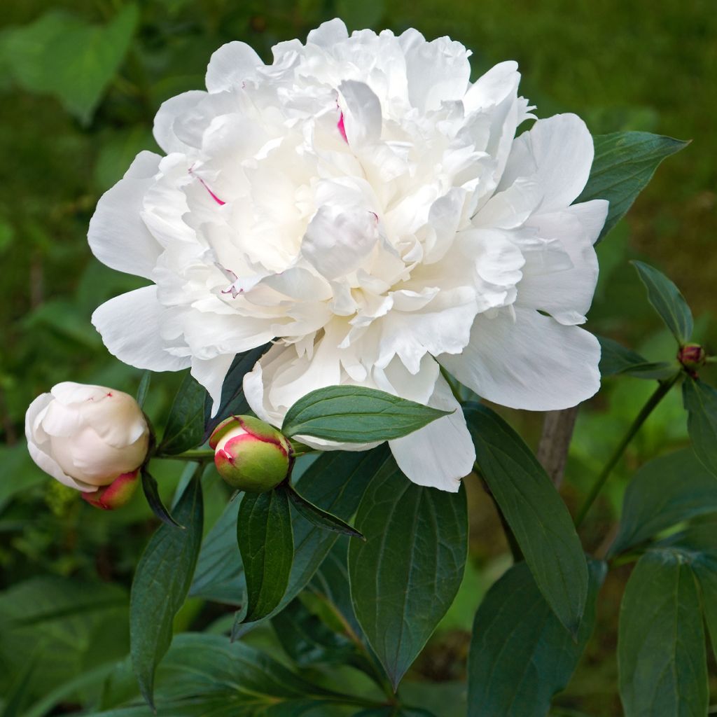 Paeonia lactiflora Avalanche - Edel-Pfingstrosen