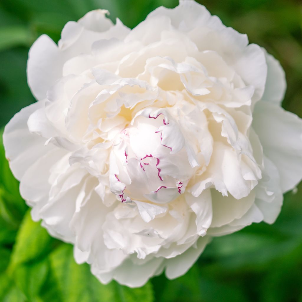 Pivoine lactiflora Avalanche