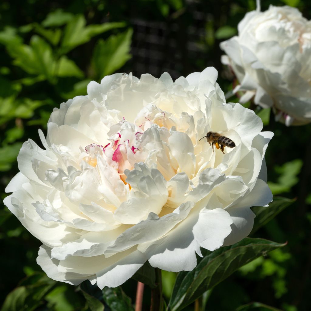 Pivoine lactiflora Boule de Neige