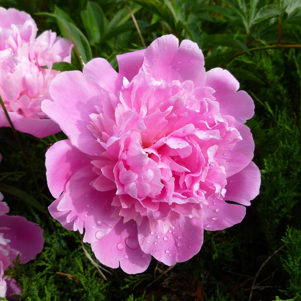 Pivoine lactiflora Bouquet Perfect