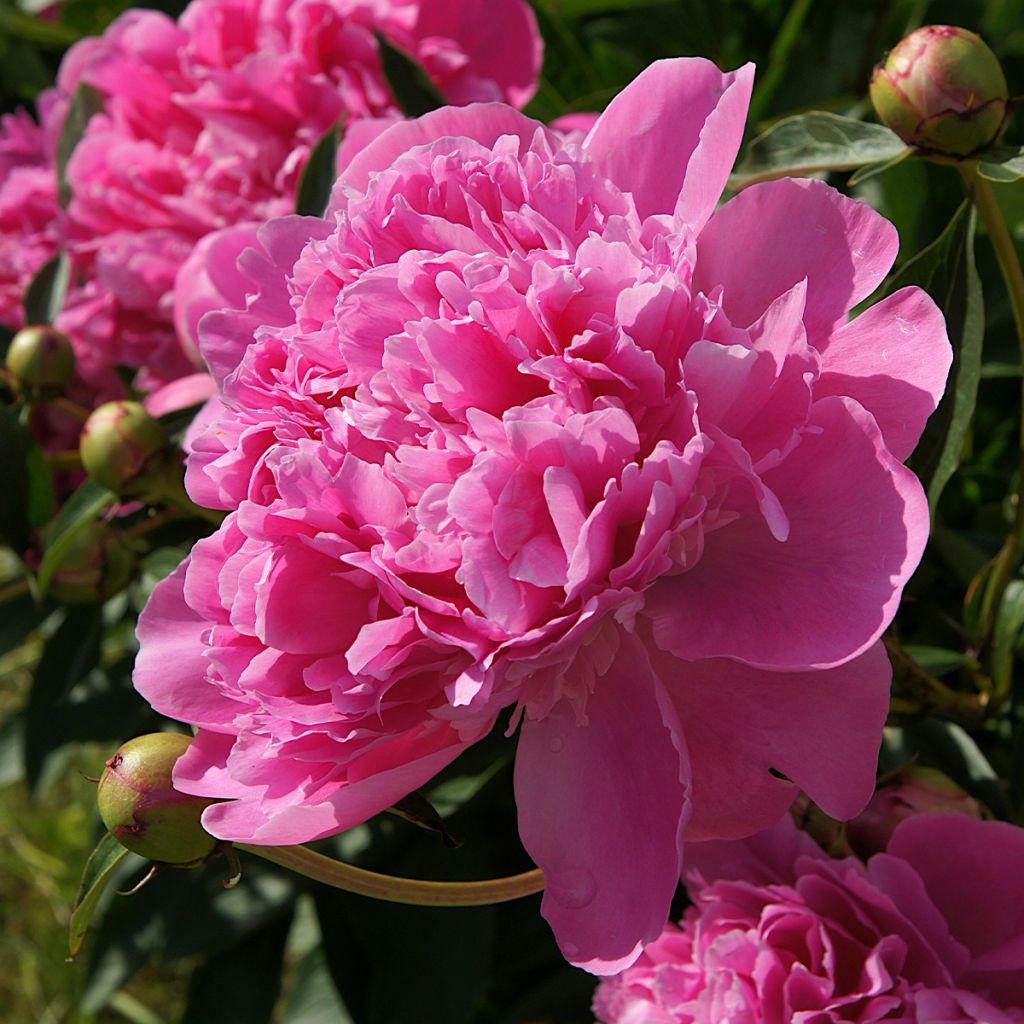 Pivoine lactiflora Bouquet Perfect