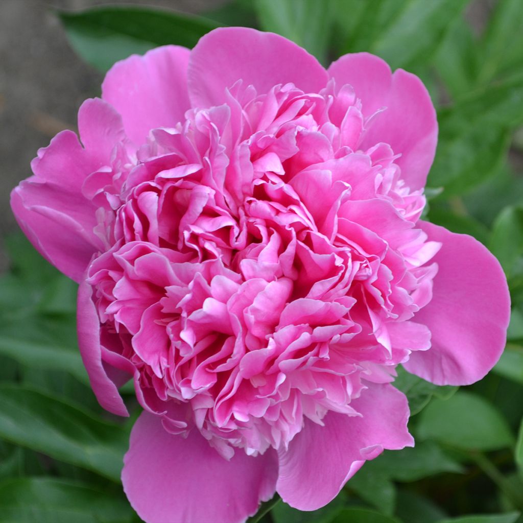 Pivoine lactiflora Bouquet Perfect