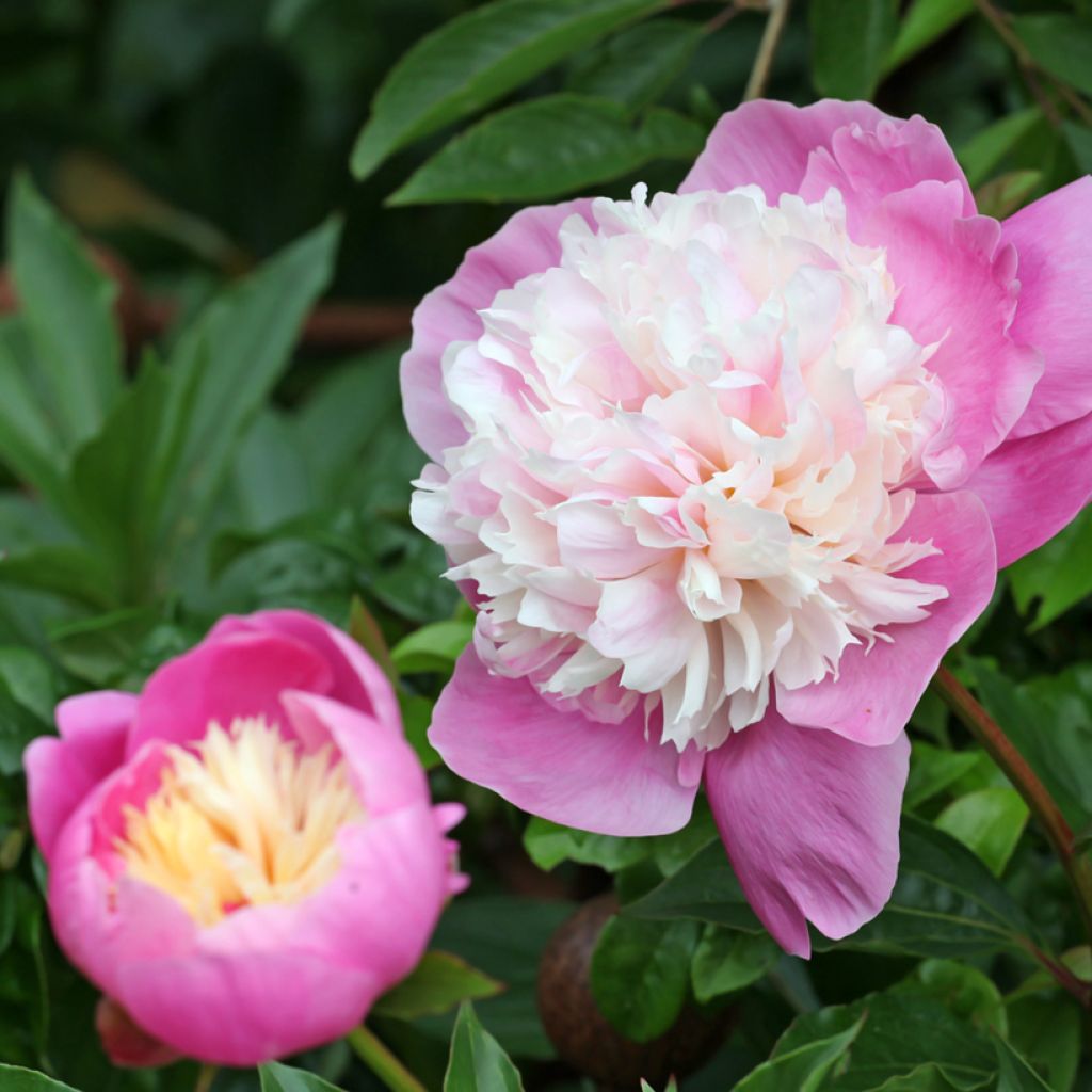 Paeonia lactiflora Bowl of Beauty - Edel-Pfingstrosen