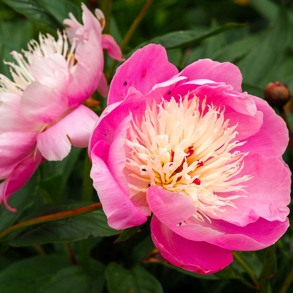 Paeonia lactiflora Bowl of Beauty - Edel-Pfingstrosen