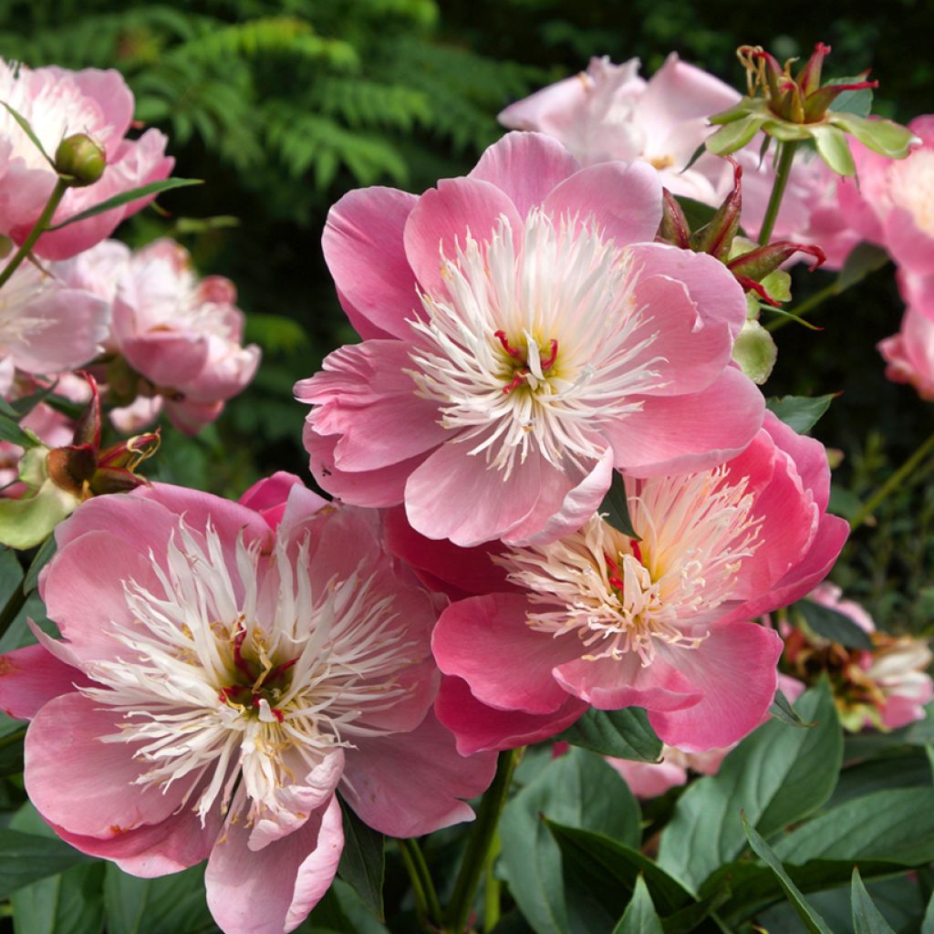 Paeonia lactiflora Bowl of Beauty - Edel-Pfingstrosen