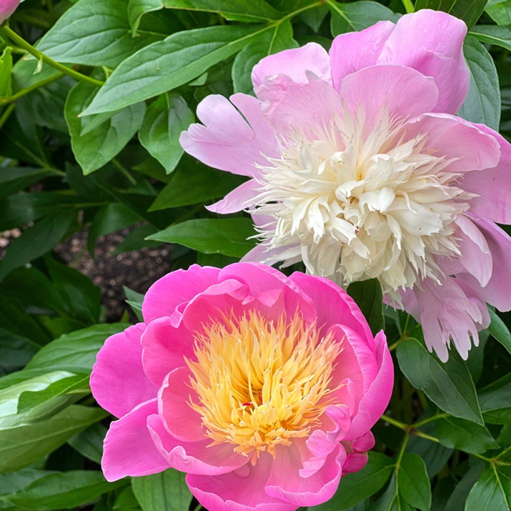 Paeonia lactiflora Bowl of Beauty - Edel-Pfingstrosen