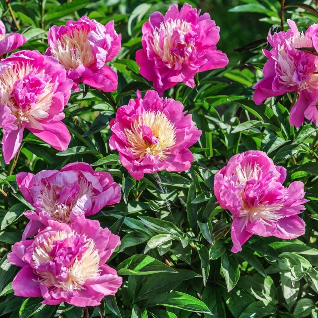 Paeonia lactiflora Bowl of Beauty - Edel-Pfingstrosen