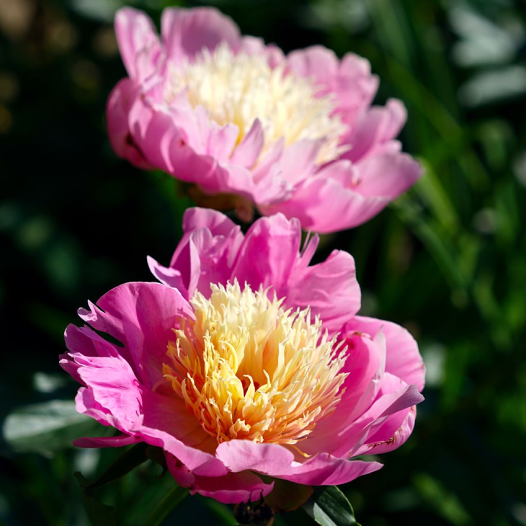 Paeonia lactiflora Bowl of Beauty - Edel-Pfingstrosen